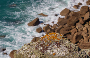 Rock moss sea This landscape photograph captures the rugged cliffs of the Cornwall coast in the United Kingdom, highlighting a patch of rock moss at the forefront. Taken in the early afternoon during the spring season, the image showcases vibrant green and orange mosses thriving on the cliff edge, with the turbulent sea and large natural rock formations below. The powerful waves of the Atlantic Ocean crash against the rocky shoreline, emphasizing the raw beauty of nature along this iconic stretch of the Cornish cliffs. The composition draws attention to the resilient coastal flora, demonstrating the interplay between land and sea within the unique environment of southwest England.